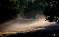 wahner heide