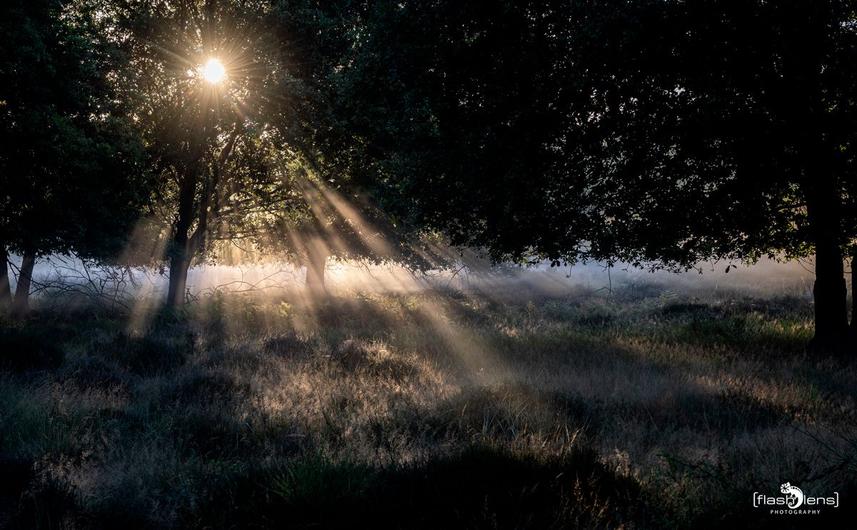 wahner heide