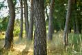 wahner heide