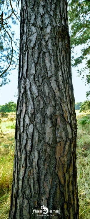 wahner heide