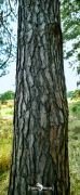 wahner heide